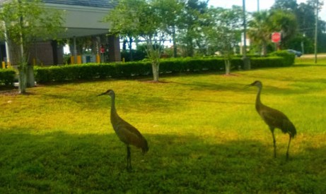 4 foot tall sandhill crane taken may 12 2015