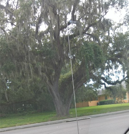 old tree on an outing 2015