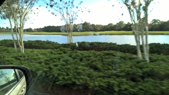 beautiful greenery with lake