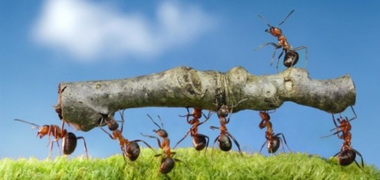 ants helping each other