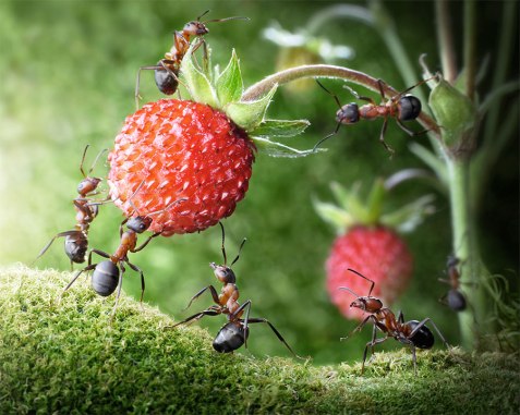 ants working together