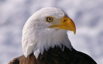 eagle eye