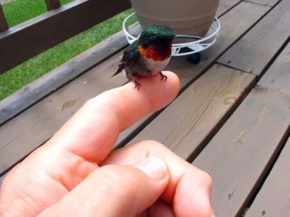 baby hummer