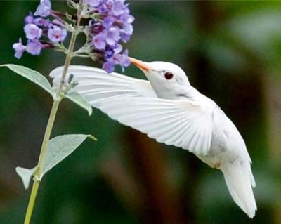 birds - albino hummingbird