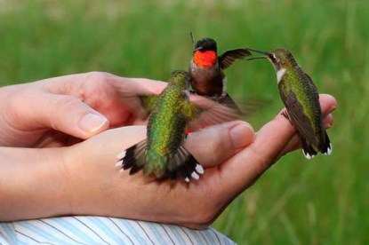 humming birds lighting on a hand