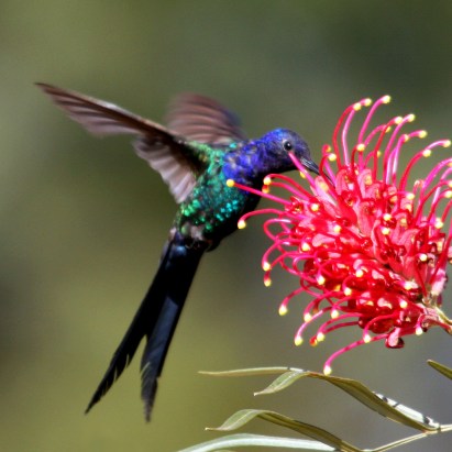 swallow-tailed hummingbird