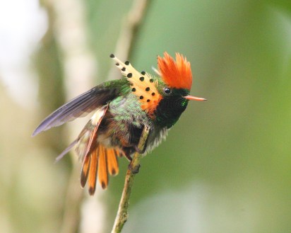 tufted coquette hummingbird 3