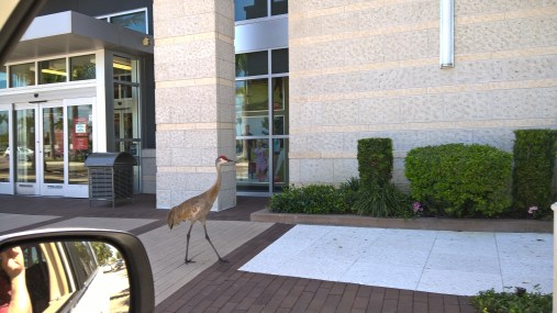 crane in best buy sidewalk may 2016