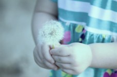 little girl dandelion wp