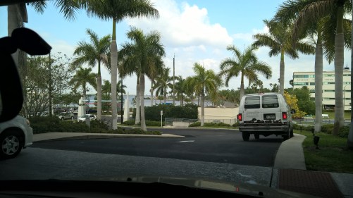 palm trees manatee mem june 2016