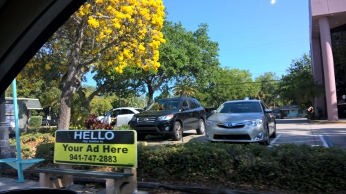 yellow flowered tree june 2016