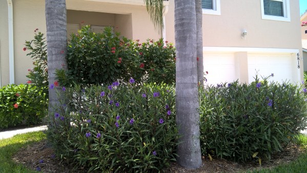 pretty flowered bushes on my street