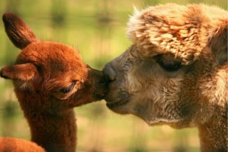 alpaca-kiss