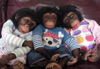 baby-chimps