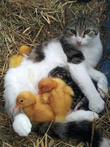 cat-and-ducks