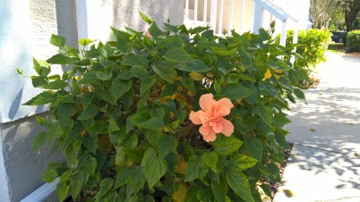 coral-flower-outside-my-door