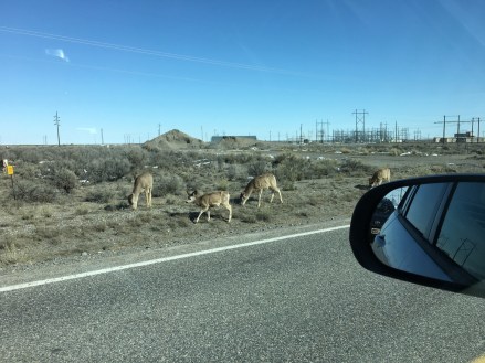 deer-grazing-i-think-laura-march-2016