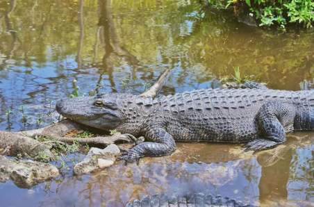 everglades-park-laura-march-2016