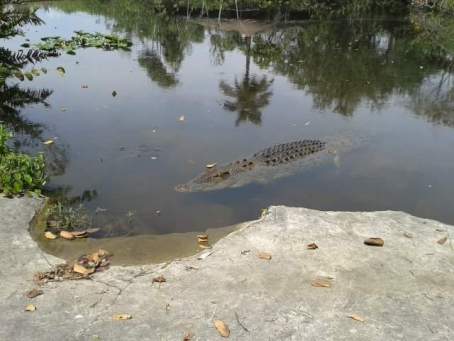gator-on-glades-beach-laura-march-2016