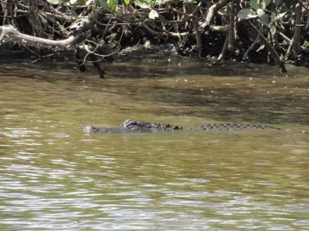 gator-swim-laura-march-2016