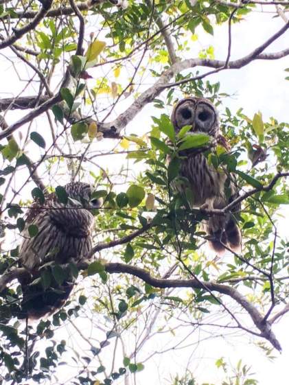 owls-out-in-daylight-laura-march-2016