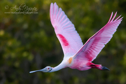 a-beautiful-spoonbill-flying-photo-credit-andy-nguyen-wild-wings