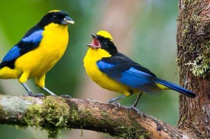 blue-winged-mountain-tanagers