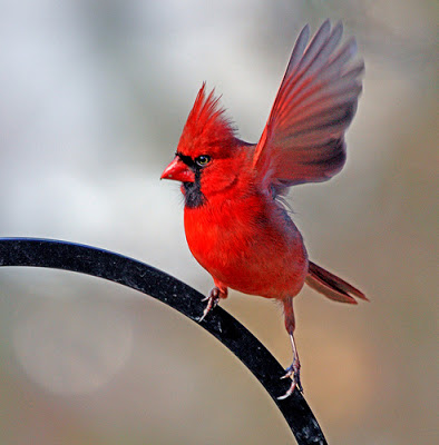 cardinal