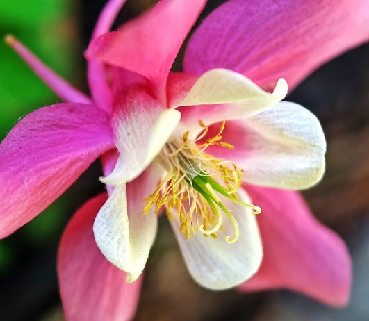 Gorgeous photo taken by photographer Nick Hawkins in the UK