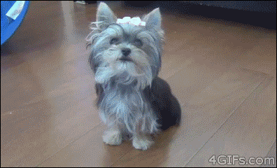 006-funny-animal-gifs-cute-dog