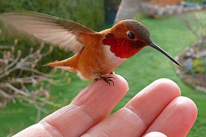 A tiny red-breasted hummingbird often sits on Janine Linnings finger after flying to her home for a feed