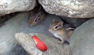 chipmunks.gif