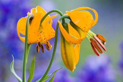 Columbia Lily with Lupine, Hurricane Ridge, Olympic Peninsula, WA