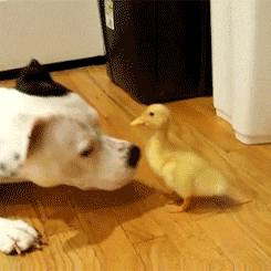 dog and duck.gif
