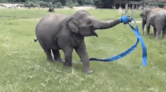 elephant gif.jpg