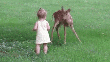 fawn and toddler.gif